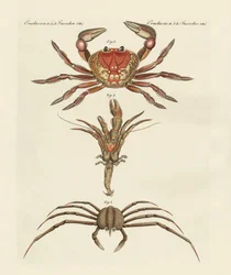 Caranguejos estranhos