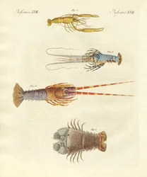 Caranguejos estranhos