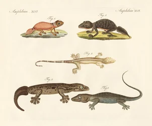 Estranhos dinossauros (gravura colorida)