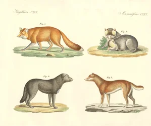 Cães e raposas estranhos (gravura colorida)