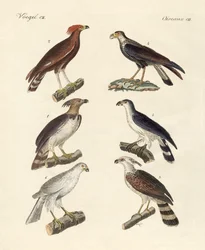 Águias estranhas (gravura colorida)