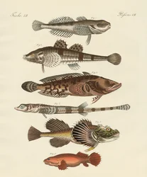 Peixe estranho (gravura colorida)