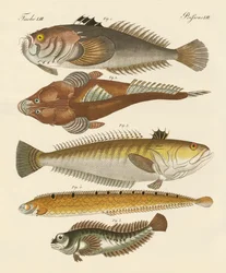 Peixe estranho (gravura colorida)