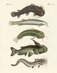 Peixe estranho (gravura colorida)
