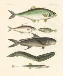 Peixe estranho (gravura colorida)