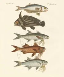 Peixe estranho (gravura colorida)