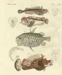 Peixe estranho (gravura colorida)