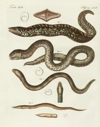 Peixe estranho (gravura colorida)