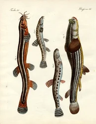 Peixe estranho (gravura colorida)