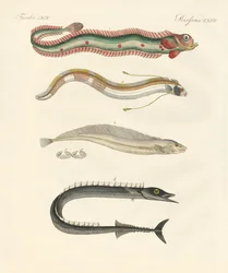 Peixe estranho (gravura colorida)