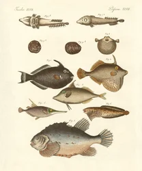 Peixe estranho (gravura colorida)