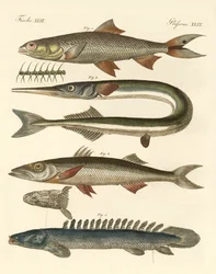 Peixe estranho (gravura colorida)