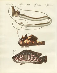 Peixe estranho