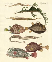 Peixe estranho
