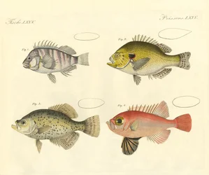 Peixes estranhos da família do robalo (gravura colorida)