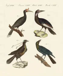 Estranhas aves estrangeiras (gravura colorida)