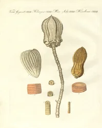 Estranhas fossilizações (gravura colorida)