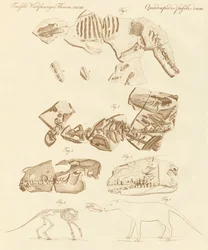 Fósseis estranhos de animais com quatro pés (gravura colorida)