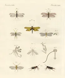 Insectos estranhos (gravura colorida)