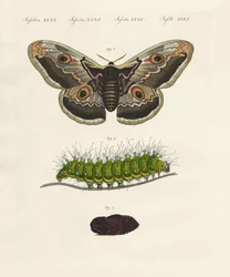 Insectos estranhos (gravura colorida)