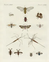 Insectos estranhos (gravura colorida)