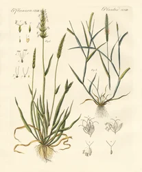 Tipos estranhos de forragem