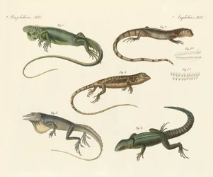 Lagartos estranhos (gravura colorida)