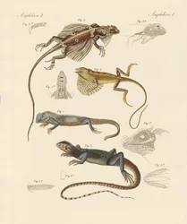 Lagartos estranhos (gravura colorida)