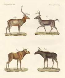 Mamíferos estranhos (gravura colorida)
