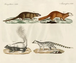 Mamíferos estranhos (gravura colorida)