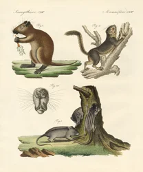 Mamíferos estranhos (gravura colorida)