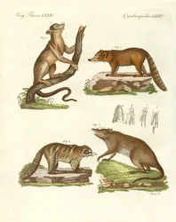 Mamíferos estranhos (gravura colorida)