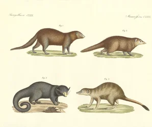Mamíferos estranhos (gravura colorida)