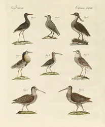 Estranhas aves marsh
