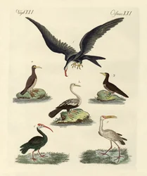 Estranhas aves marinhas e aves aquáticas