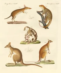 Marsupiais estranhos (gravura colorida)