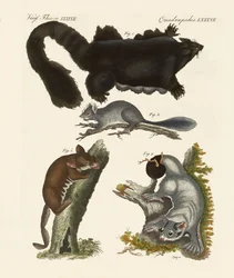 Marsupiais estranhos (gravura colorida)
