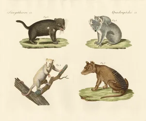 Marsupiais estranhos