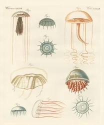 Estranhas medusas (gravura colorida)