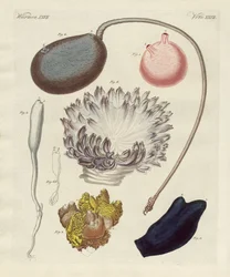 Moluscos estranhos (gravura colorida)