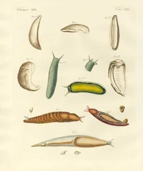 Moluscos estranhos (gravura colorida)