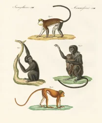 Macacos estranhos (gravura colorida)