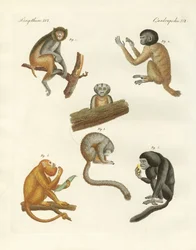 Macacos estranhos (gravura colorida)