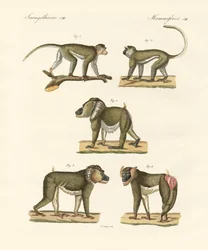 Macacos estranhos (gravura colorida)