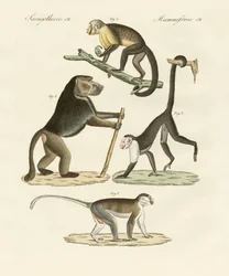 Macacos estranhos (gravura colorida)