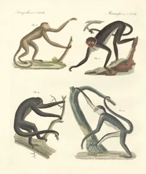 Macacos estranhos do novo continente (gravura colorida)