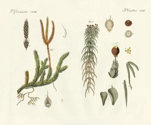 Musgos estranhos (gravura colorida)