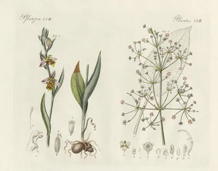 Plantas estranhas (gravura colorida)