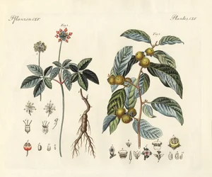 Plantas estranhas (gravura colorida)
