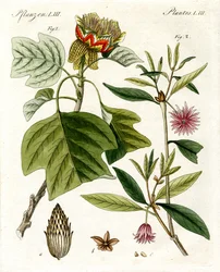 Plantas estranhas